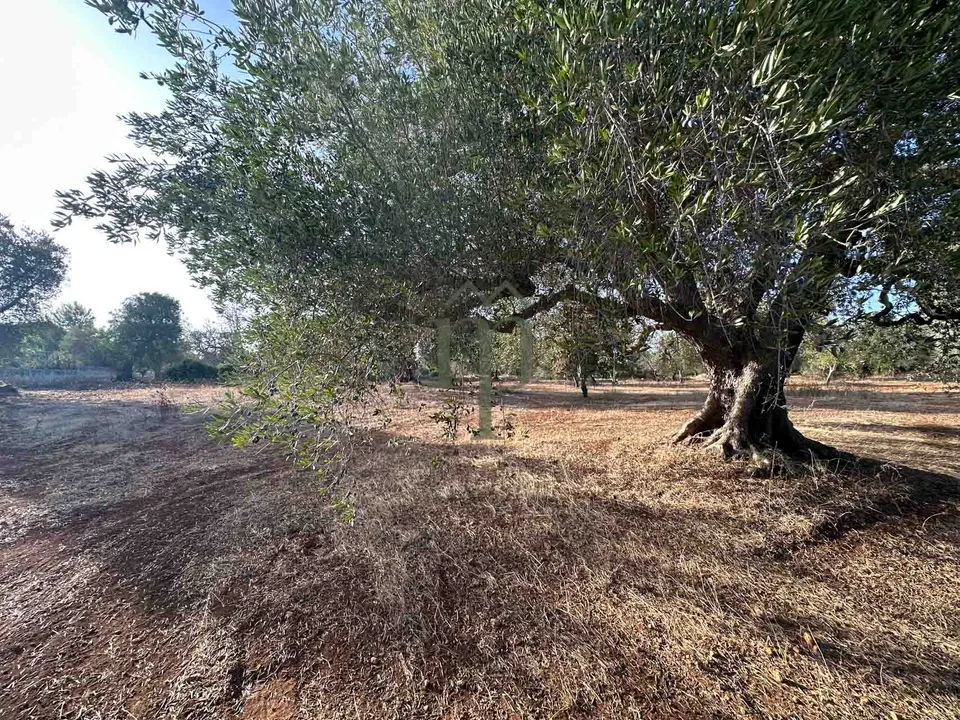 Helårsgrund i Carovigno, Brindisi - foto 4